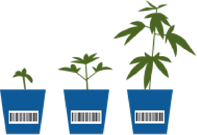 Seed to Sale Interface - SaaS LIMS Feature for Cannabis Quality Control Testing